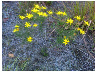 Figure 4-3 - State-Endangered Sickle-Leaved Golden Aster Near Wharton Brook, North Haven
